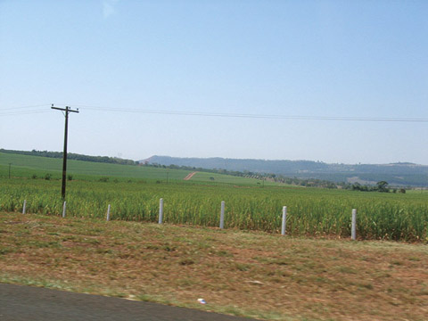 サンパウロ郊外に広がるサトウキビ畑