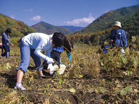 NPO法人えがお・つなげての大豆オーナー制度参加者による収穫風景