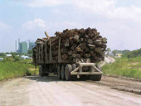 パルプ工場に運び込まれる木材