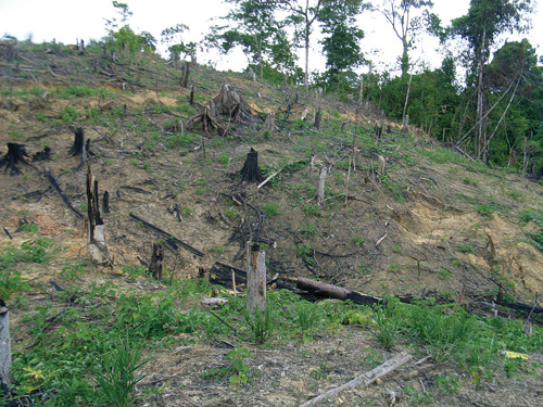 二次林を焼いて植えられたヤトロファ