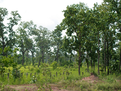 コミュニティ・フォレストリ（＝住民主体の森林管理の制度）で土地を防衛する村人たち