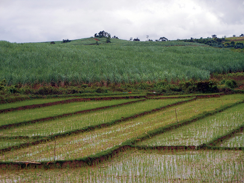 フィリピン イサベラ州サン･マリアノ町エタノール向けサトウキビ栽培地（奥）と残された水田（手前）