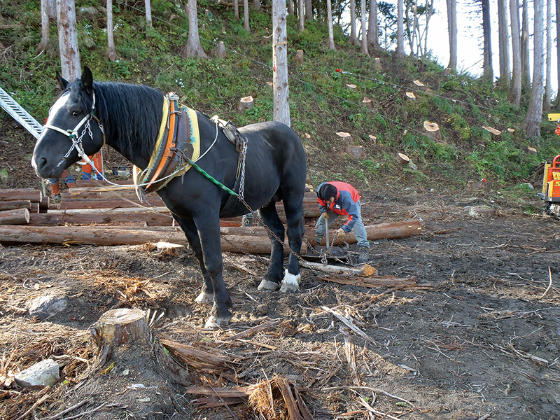 馬による木材搬出