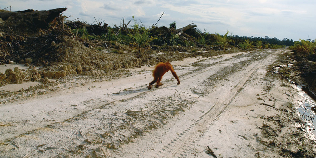 アブラヤシ農園開発で行き場を失ったオランウータン（インドネシア・カリマンタン島）