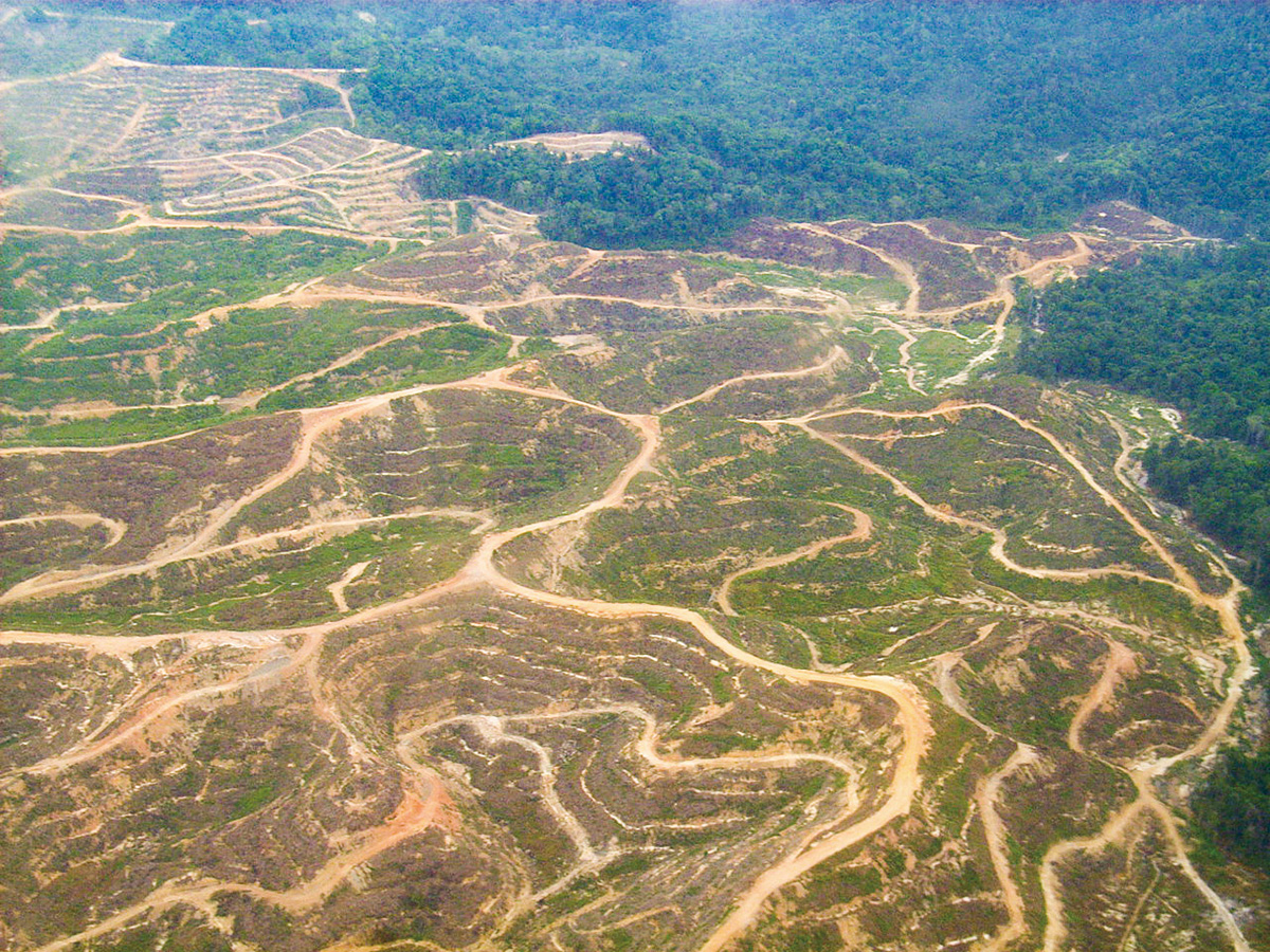 ボルネオ島サラワクのアブラヤシ農園に開発された森林